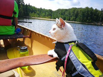 Un chat et son humain dans un canot