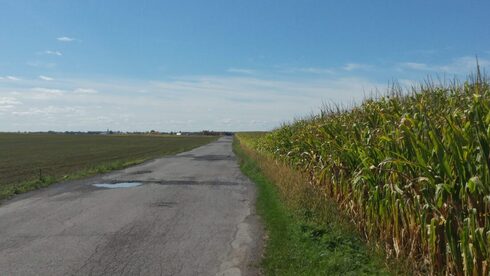 Route en campagne, mur de maïs à la droite.