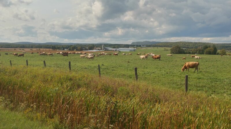 Des vaches dans un champ, et des collines à l'arrière